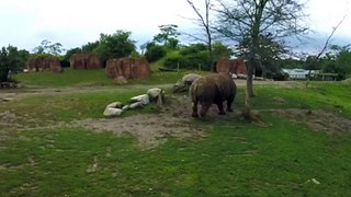Massive white rhino with huge horn bluff charges another rhino