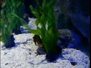 Acquario di Genova - 2a parte