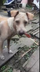 Mama Dog Begs, Brings Food Back to Pups || ViralHog