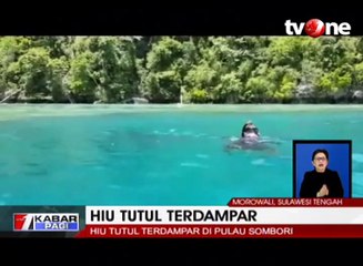Aksi Penyelamatan Hiu Tutul