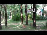 Animal Funny Fight - Viral Fight - Dog Vs Cat - Cat Vs Monkey