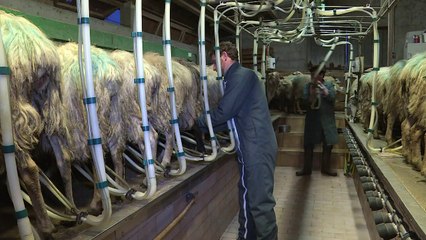 Pays Basque: face à la crise du lait, des éleveurs s'organisent