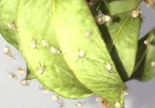 Baby Golden Orb Spiders Emerge From the Egg Sac