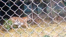Very Famous Nagpur Zoo- Amazing views