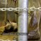 Trois tigres blancs et un rhinocéros blanc naissent dans un zoo français