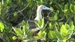 Galapagos Islands travel: Birds