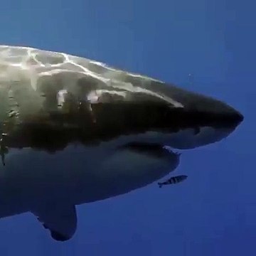 Ce petit poisson n'a pas peur du gros requin blanc... Incroyable