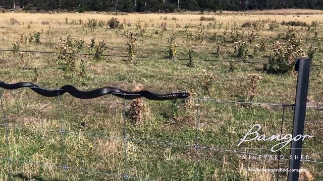 Tiger Snake Balances on Wire Fence _