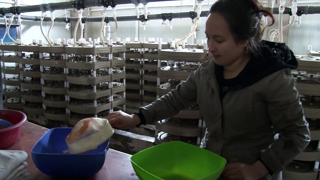 Varto'da alabalık sağımı - MUŞ