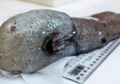 New Fish Species Found in Deep Sea East of Australia