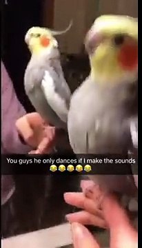 Danse d'un perroquet uniquement quand tu beatbox !!