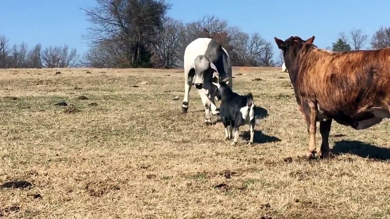 Courageuse cette chèvre affronte une énorme vache !