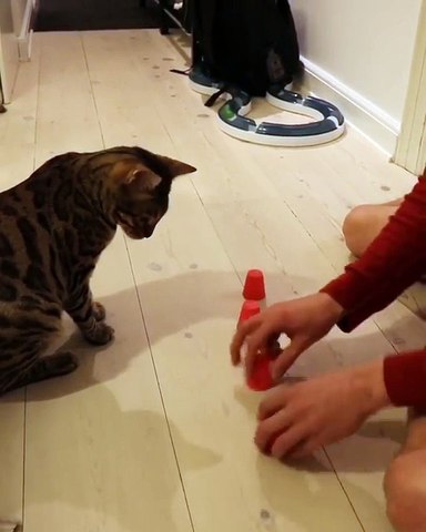 Ce Chat Retrouve Toujours La Bille Sous Le Bon Gobelet Video Dailymotion