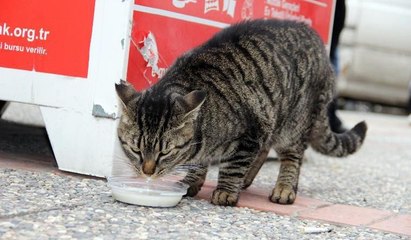 Kedi, süt almak için sıraya giriyor