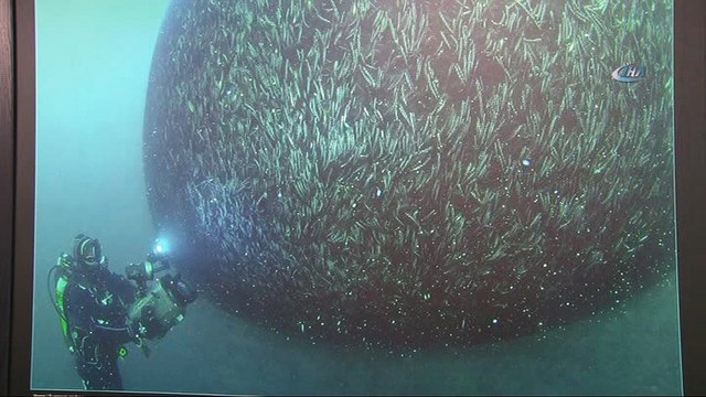 Hamsi tescillendi, sıra Kırlangıç, Barbun ve Pisi’de