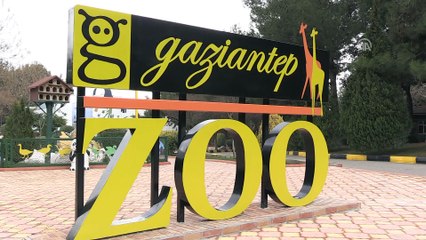 Cumhurbaşkanına hediye edilen aslanlar Gaziantep'i sevdi