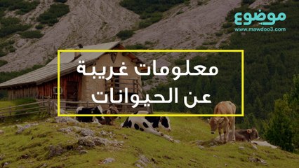 معلومات غريبة عن الحيوانات