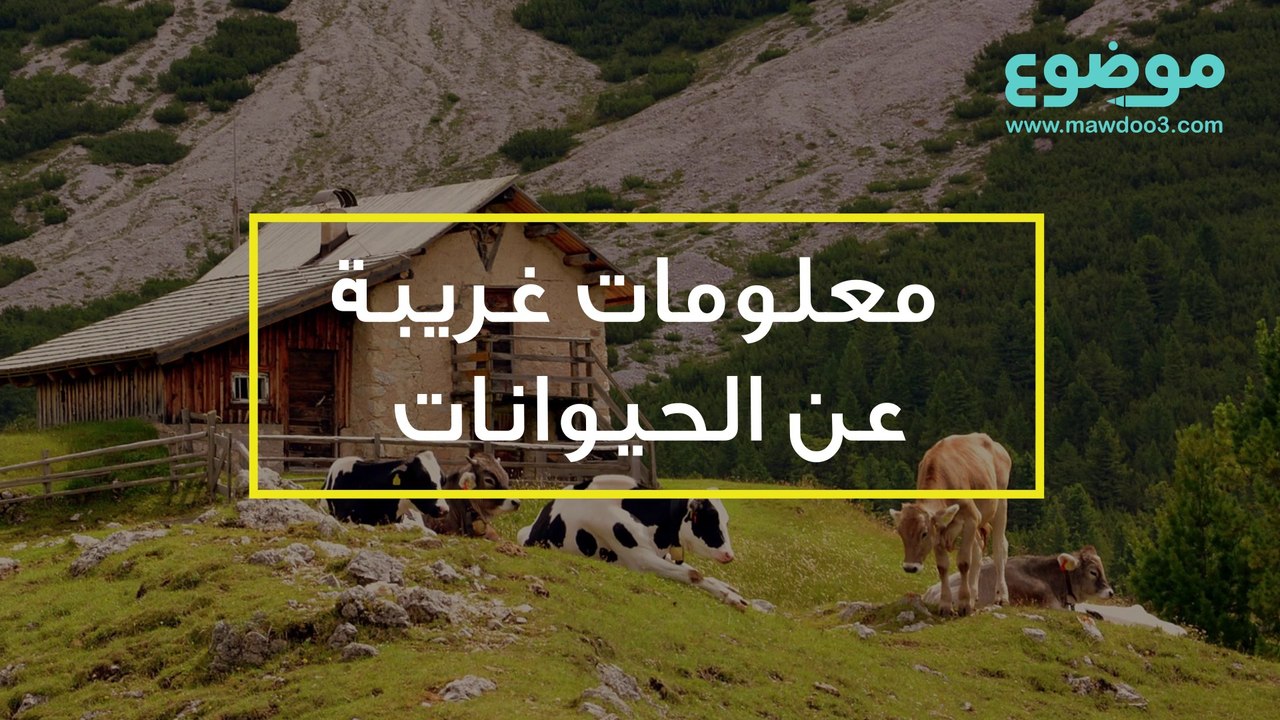 معلومات غريبة عن الحيوانات