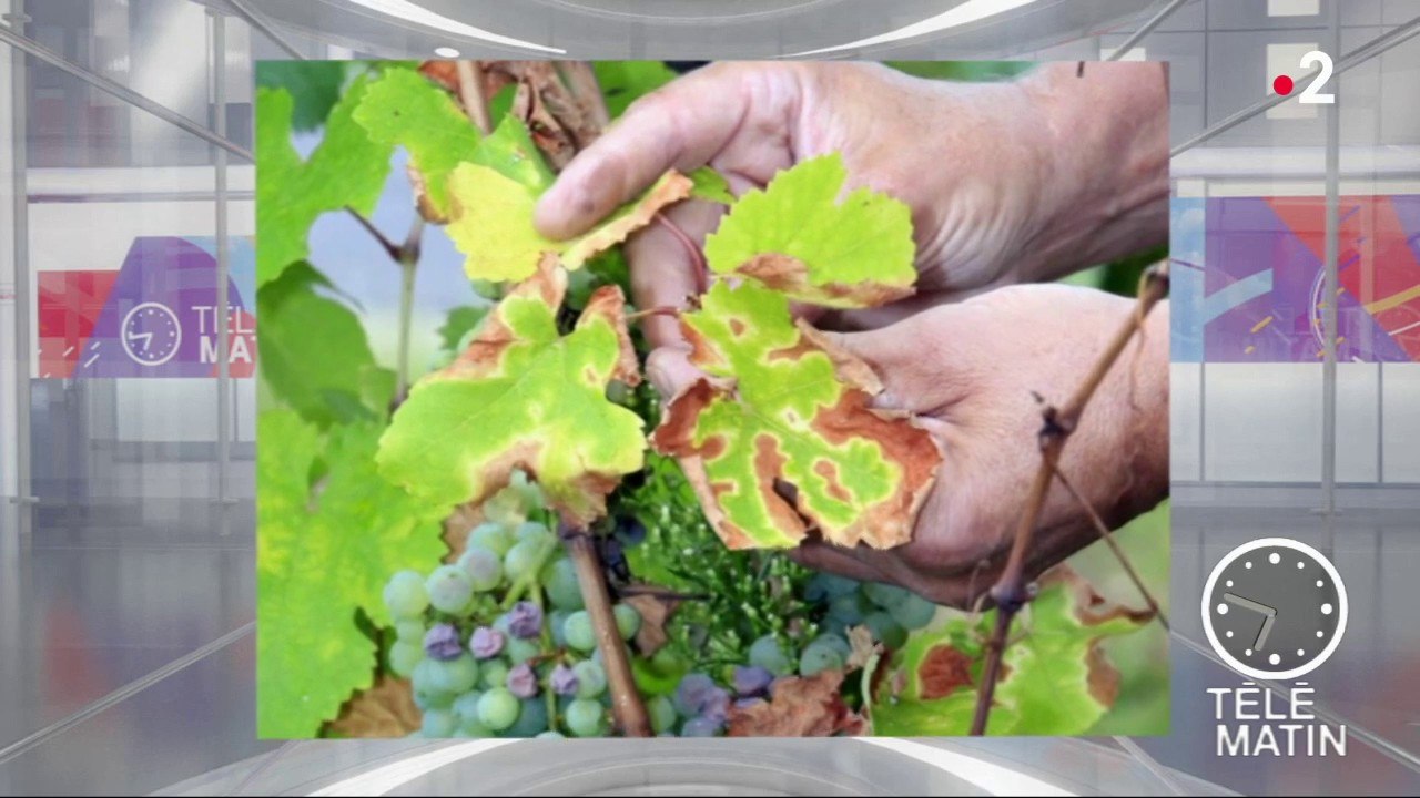 Mémoires - Insectes et champignons tueurs