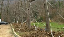 Maçka Parkı'ndaki ağaçlar Sarıyer Tabiat Parkı'na taşındı
