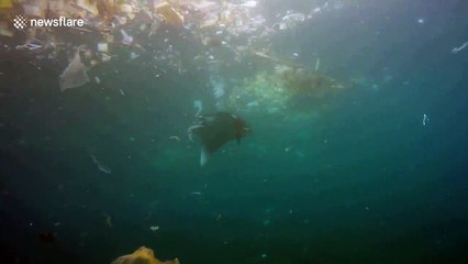 Plastic pollution ruins tourist's diving trip in Indonesia