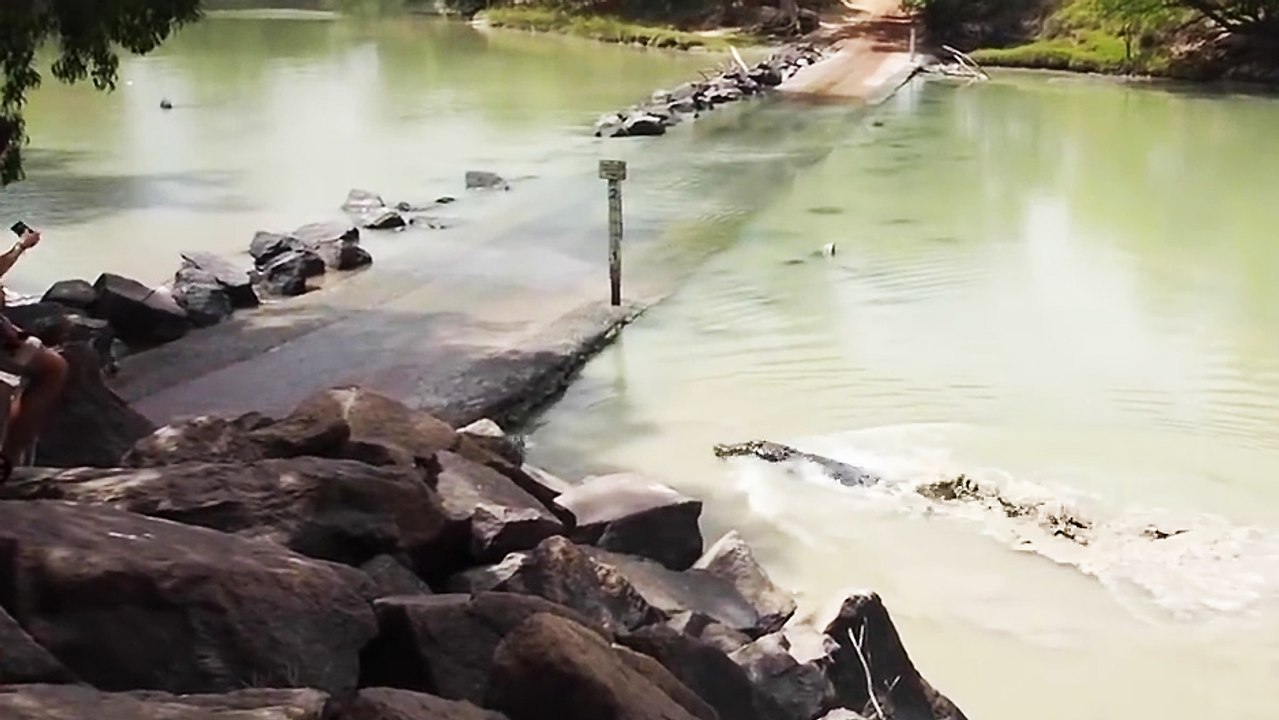 Un pêcheur se fait voler sa prise par un crocodile