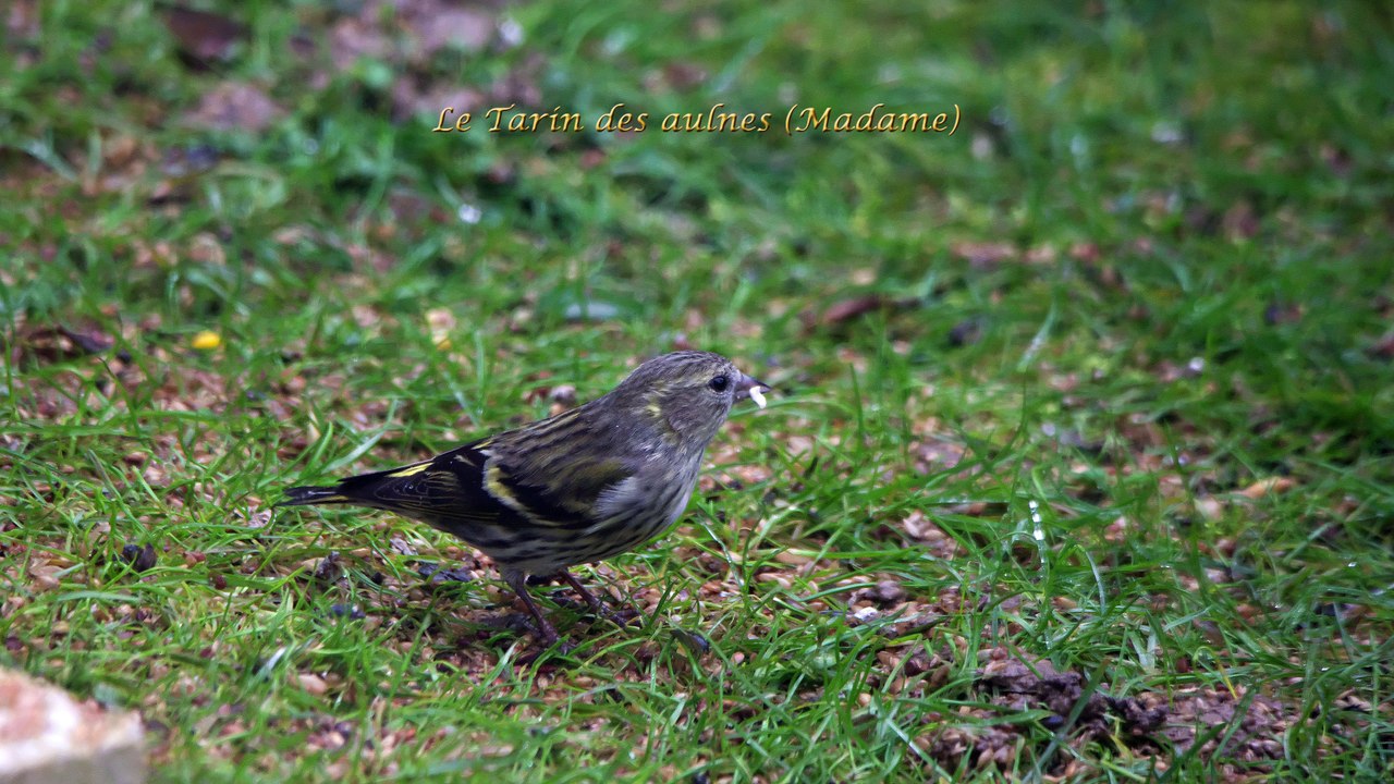 Le Tarin des Aulnes H265