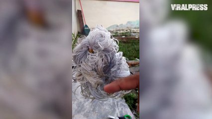 Cute Feather Duster Budgie