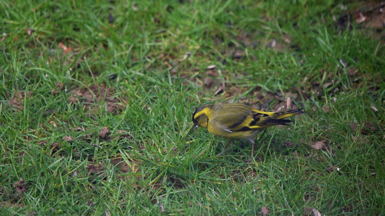 Le Tarin des aulnes (4K-H265)