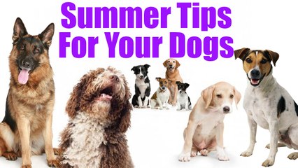 10 Essential Tips To Take Care Of Your Dog During Summer | Boldsky