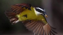 Loài chim hung hăng tấn công cả chim săn mồi lớn hơn gấp nhiều lần