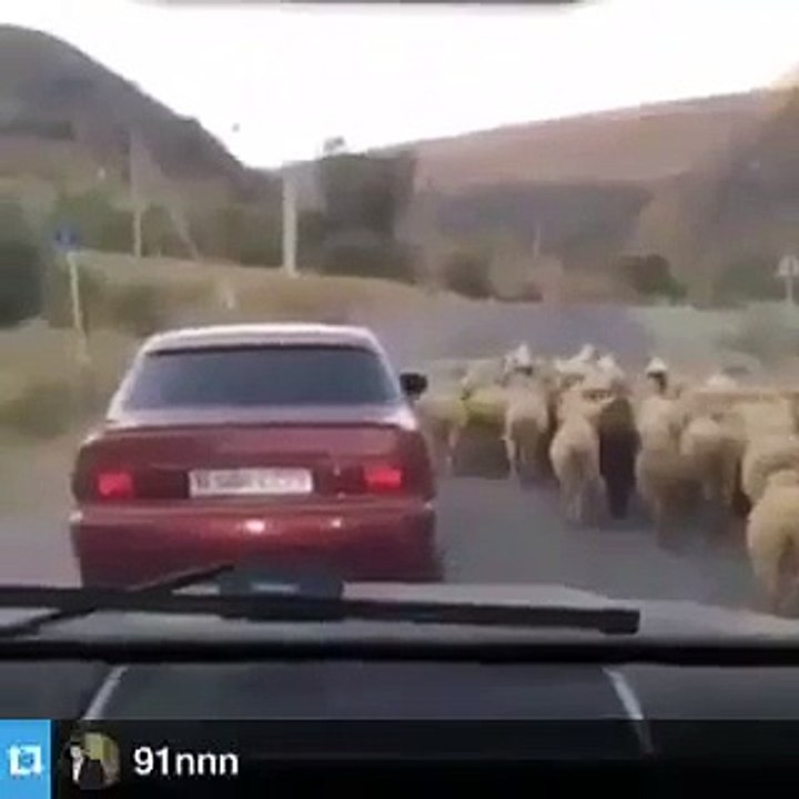 Maroc : Magnifique vol de mouton