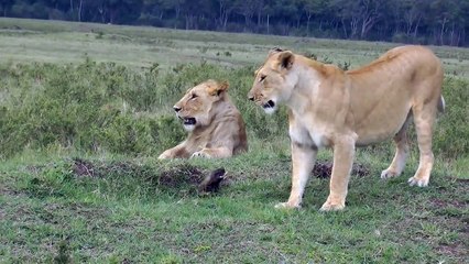 4 jeunes lions vs Mangouste