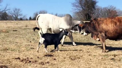 Small Goat Fights Big Bull