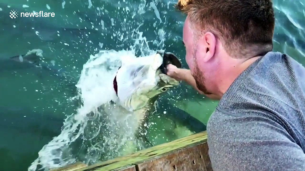Amazing slow motion footage of hand-feeding a giant fish