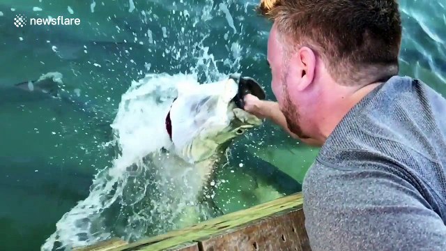 Amazing slow motion footage of hand-feeding a giant fish