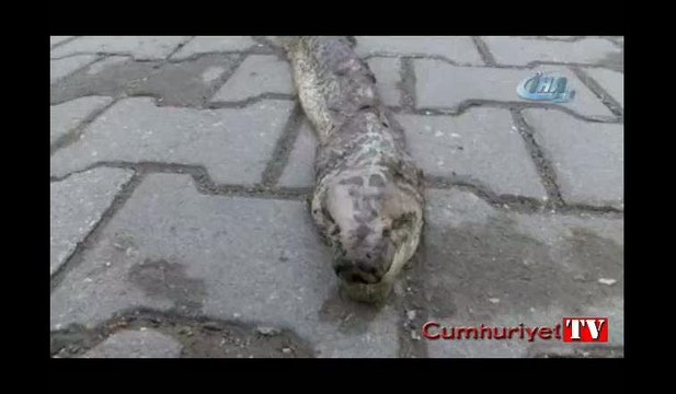 Tekirdağ'da dev yılan paniği