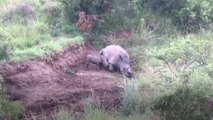 [DUPLICATE] A Rhino Calf Tries To Suckle From Its Dead Mother After Poachers Hacked Off Her Horn