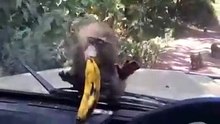Monkey want eat Banana