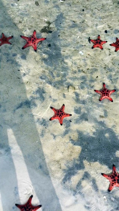 So Many Starfish