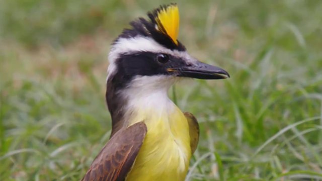 Chim mẹ liều mình đánh đuổi các loài chim săn mồi to lớn ra khỏi khu vực tổ