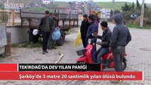 Tekirdağ'da dev yılan paniği