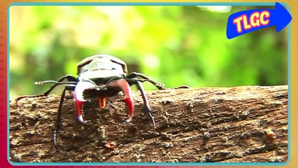 CBeebies   How strong are insects   The Let's Go Club - YouTube