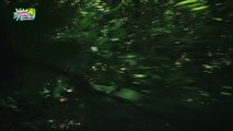 Schloss Einstein - Folge 897 HD