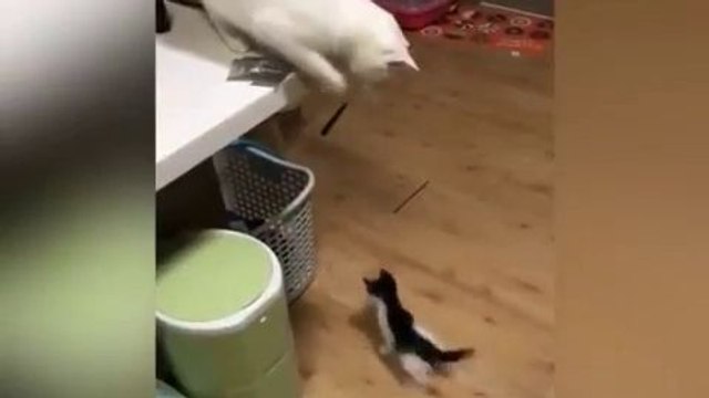 Un chat joue avec un chaton