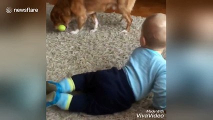 Too cute! Dog and baby play ball