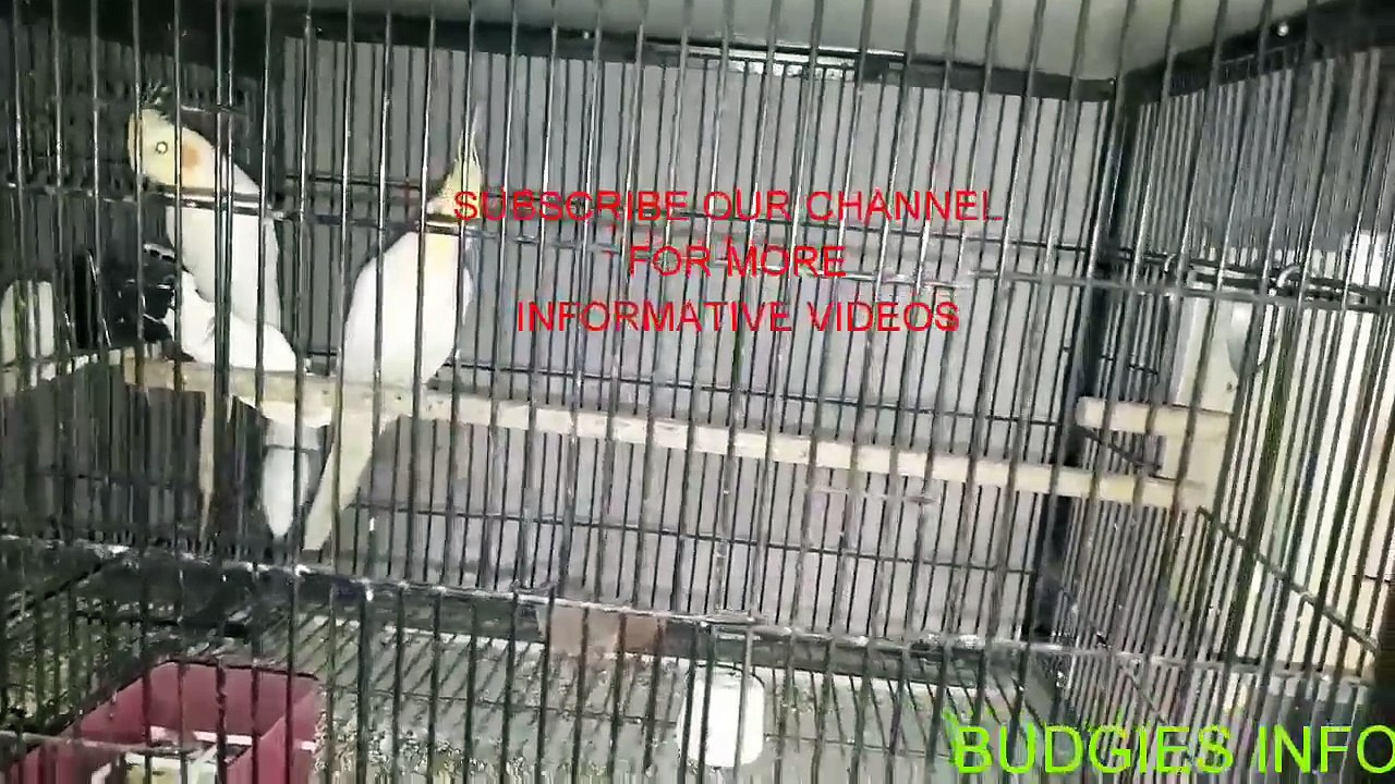 BUDGIES, COCKATIELS AUR LOVEBIRDS KIS AGE MAIN BREED KARTE HAIN - MARCH 2017