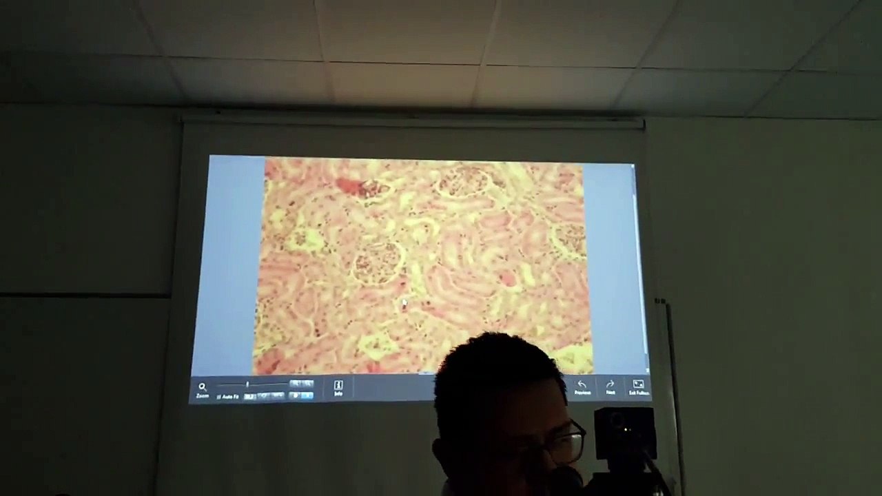 Histoloji 1.Lab- 1-Bobrek
