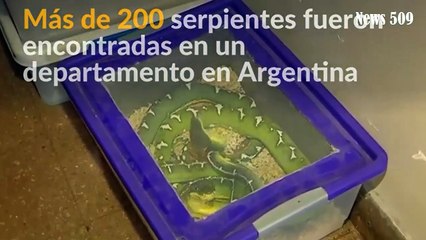 Download Video: Cientos de serpientes descubiertas en apartamento argentino