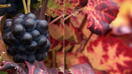 FUN-MOOC : OWU2 - Open Wine University 2